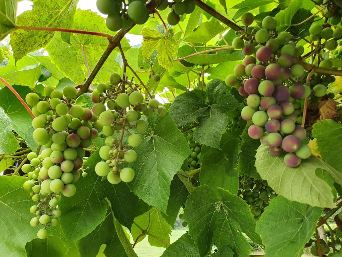 Grape House Kintai Apartman Kinty Kültér fotó